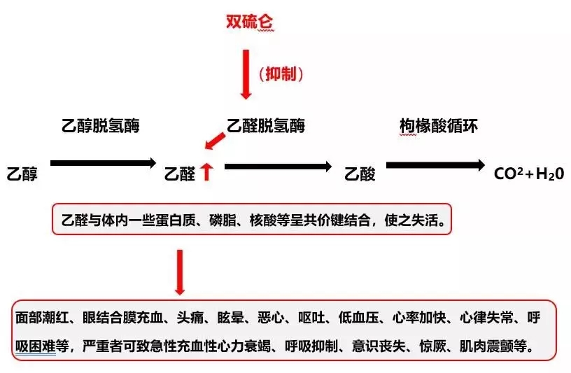 双硫仑样反应机理图片